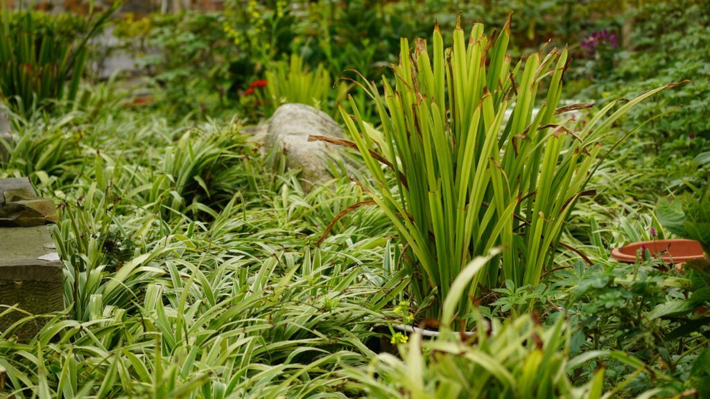 Best Plants for Creating a Lush Backyard Garden