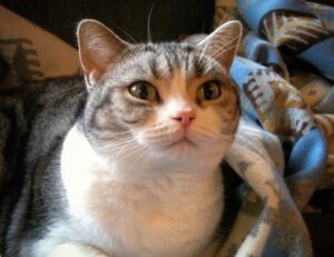 cleaning hacks miprenovate