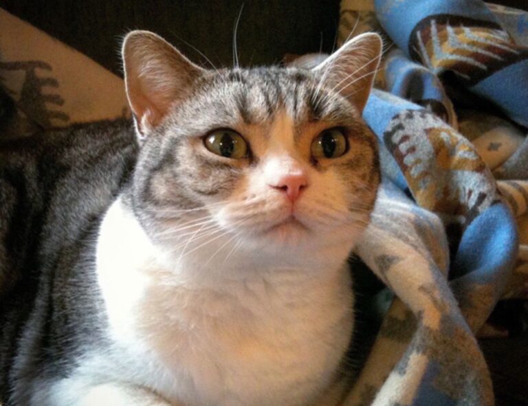 cleaning hacks miprenovate