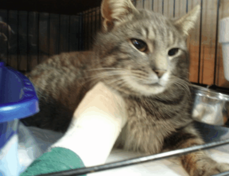 cleaning sofa advice mipimprov