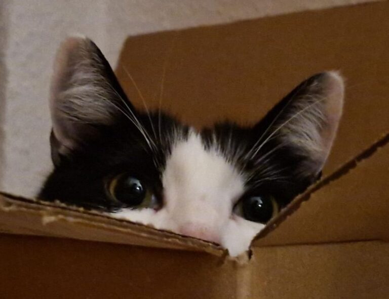 contemporary comfort mipimprov