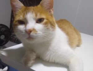 drhandybility handy home tips from drhomey