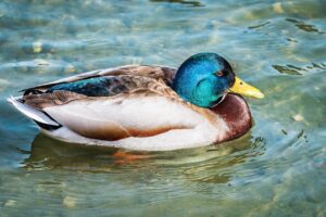 handy tips around the house drhandybility