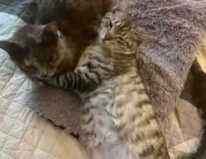 heartomenal home hacks by homehearted