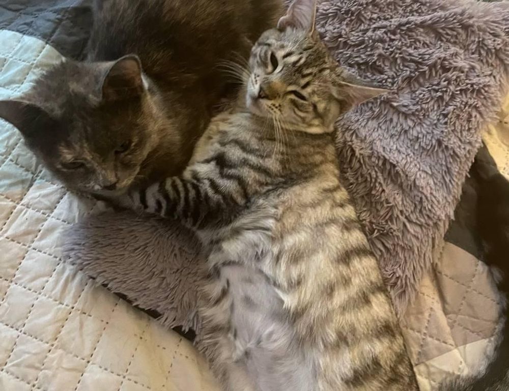 heartomenal home hacks by homehearted