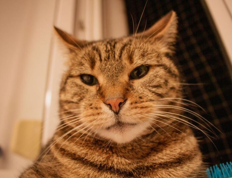 home interior mintpalhouse