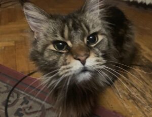 home tips livpristvac