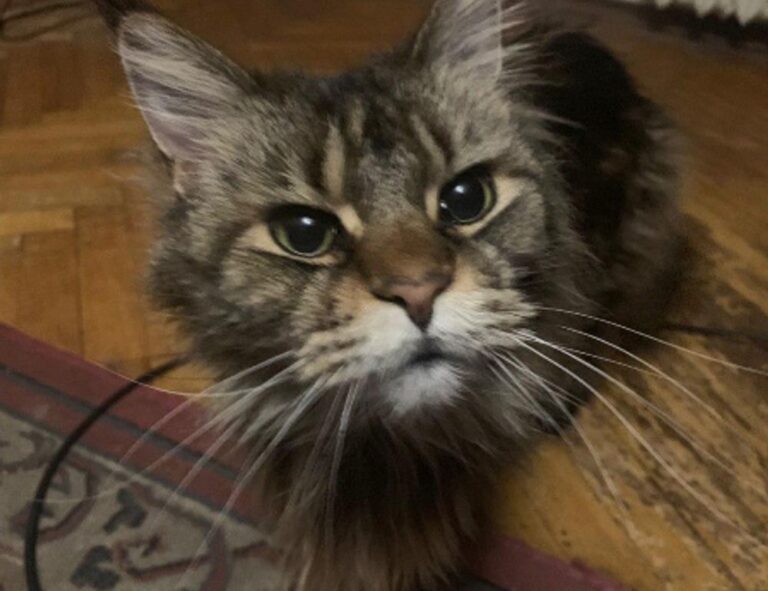 home tips livpristvac