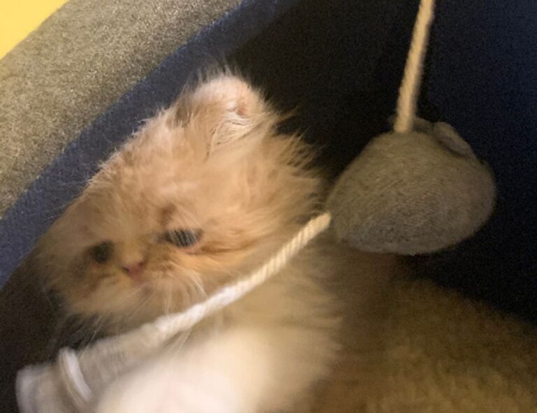 home upgrades mintpalment