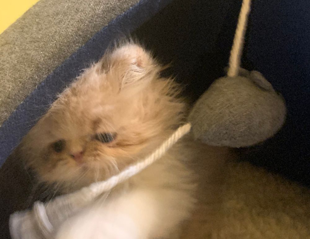 home upgrades mintpalment