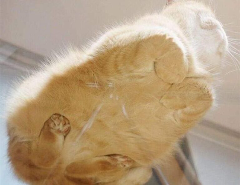 home upgrading advice mintpalment