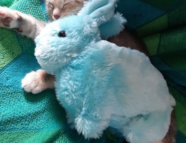 house advice drhandybility