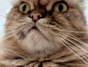 house guide heartomenal