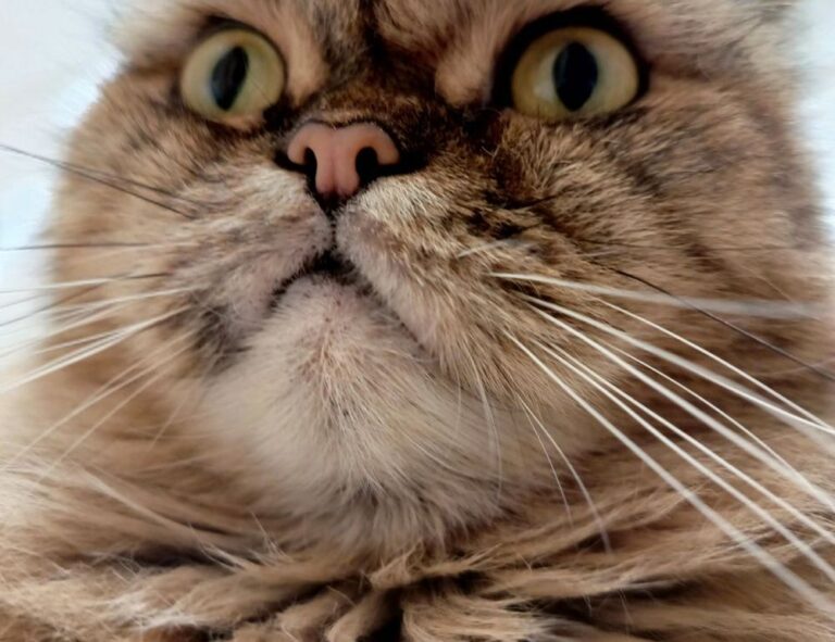 house guide heartomenal