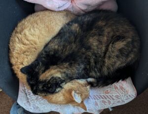 house interior mintpalhouse