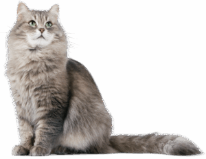 how to decorate my home homemendous