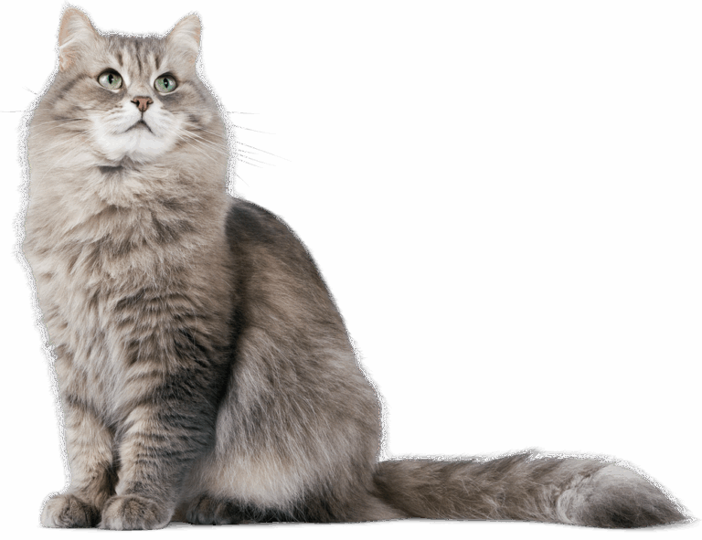 how to decorate my home homemendous