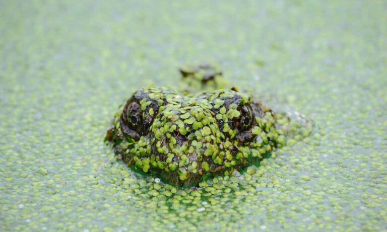 interior advice mintpalhouse