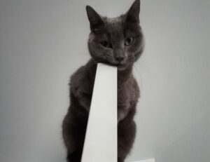 interior design guide kdadesignology