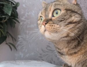 kdadesignology interior design by kdarchitects