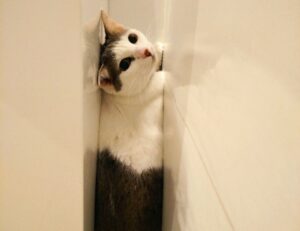 kdagardenation garden guide by kdarchitects