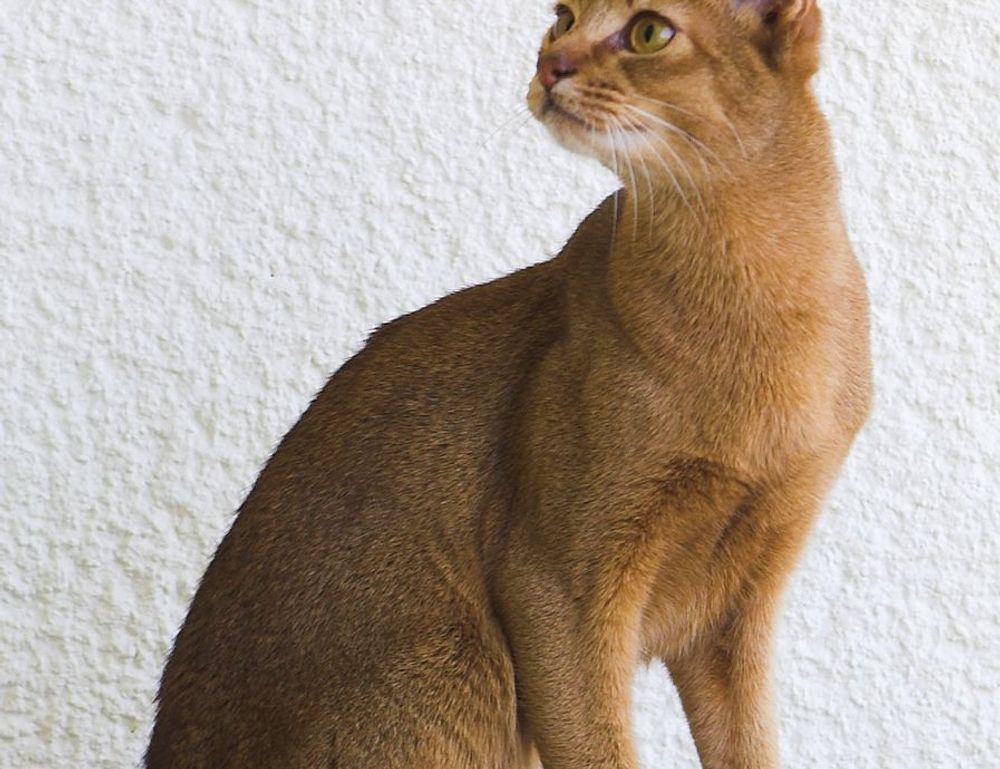 kitchen improvement ideas miprenovate