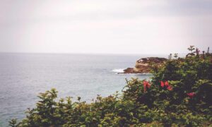 landscaping guide kdalandscapetion