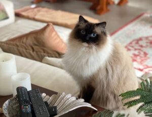 useful tips drhandybility