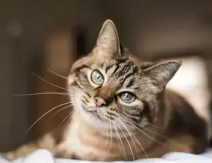 which direction should your garden face kdalandscapetion