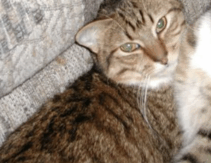 why home insurance is important mrshomegen