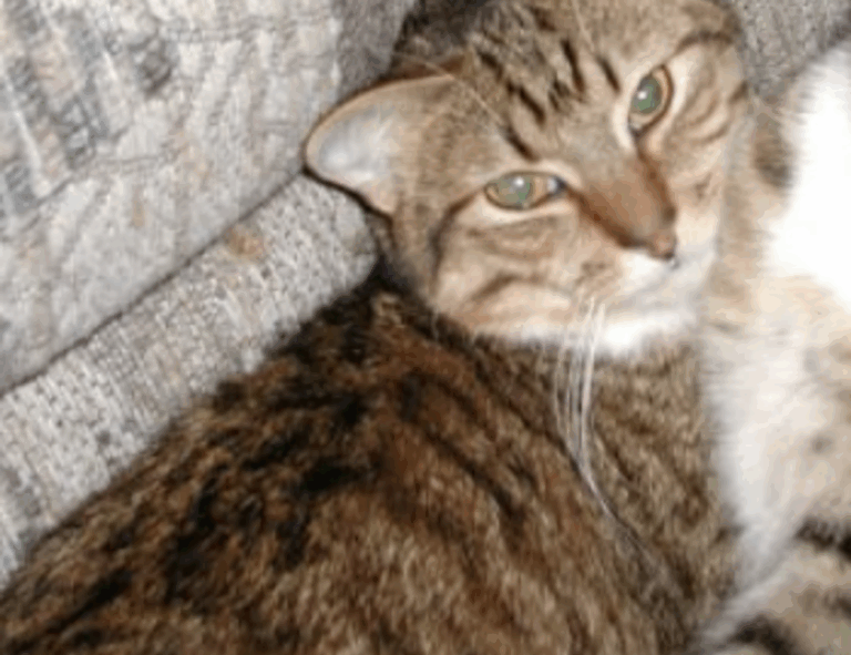 why home insurance is important mrshomegen