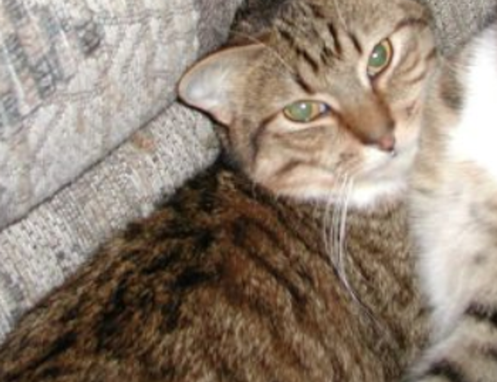 why home insurance is important mrshomegen