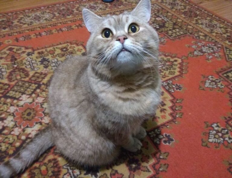 winter cleaning hacks mrshomegen