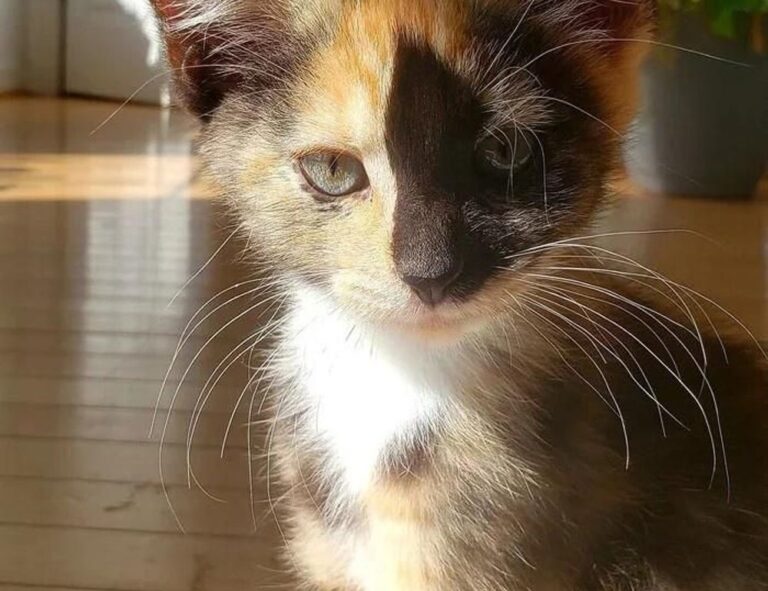 yard decoration kdagardenation