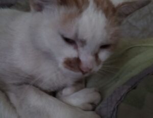 yard designs kdagardenation