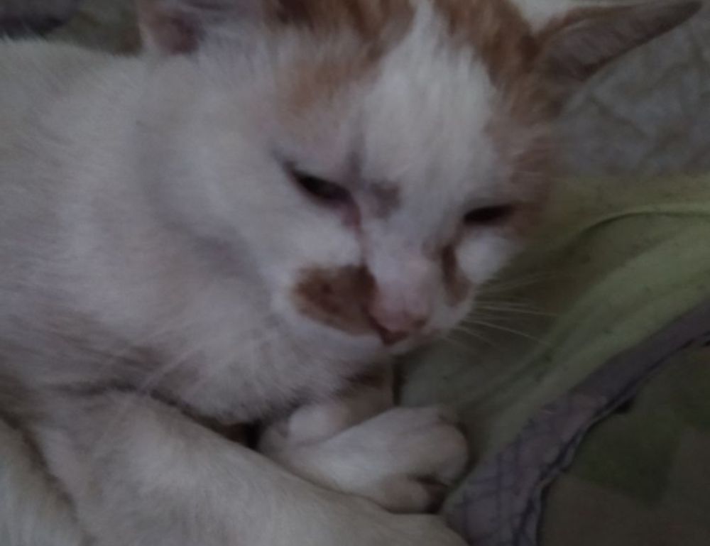 yard designs kdagardenation