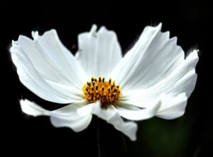 How to Design a Garden Layout Kdagardenation