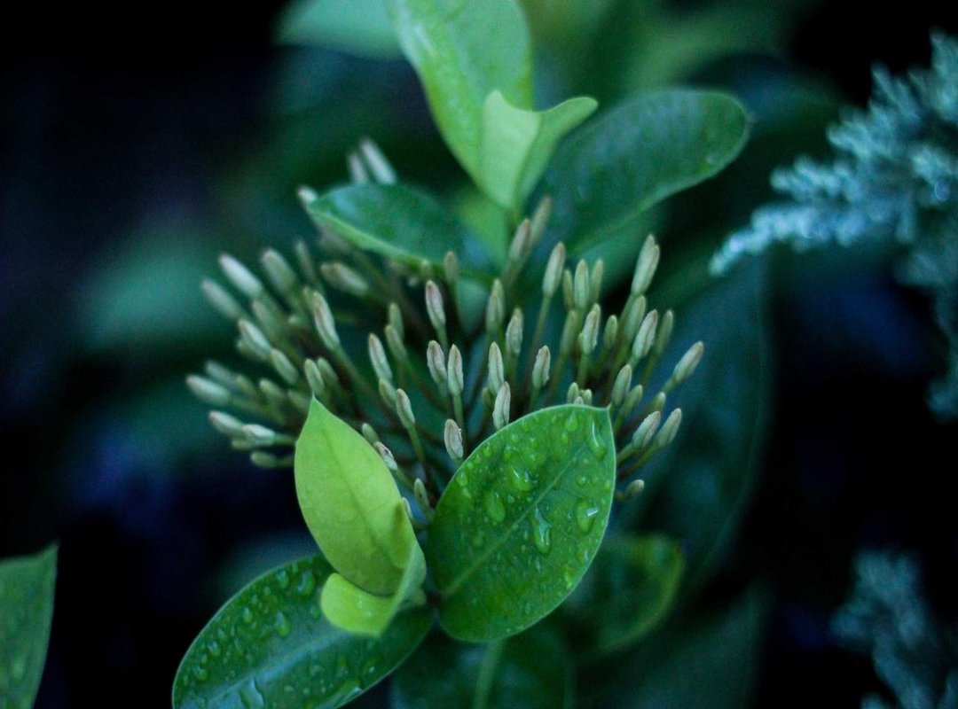 Beyond the Measurement: Other Key Facts About Edu Manzano